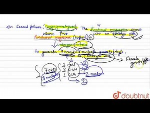 Describe about the development of female gametophyte with suitable figure and characteristics of...
