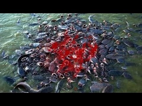 Most Amazing Wild Animal Attacks - Piranha Fish Attacks Compilation