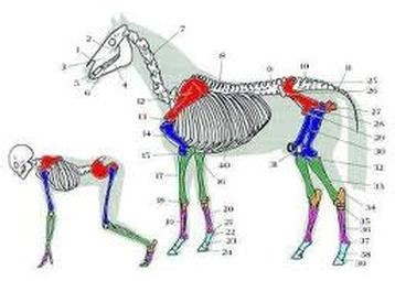 Equestrian Basics