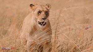 6:15 Gioma - Lady of Ice (VIP CLIPS 2019). 🎶 | Music Domination