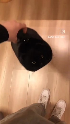 1.3K views · 55 reactions | "My little panther in the living room" | Black Cat Lover’s | Facebook