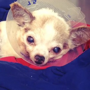 5.3K reactions · 503 shares | Scrat is out of surgery and in...