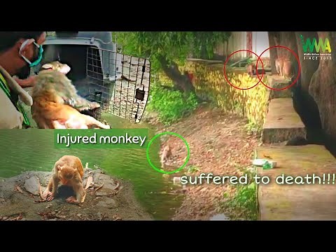 Monkey suffered to death due to a madari's negligence | Injured monkey (bonnet macaque) | 🐾WWA🐾