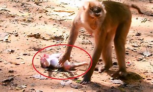 1.3K views · 60 reactions | OMG! BAby Leo throwing tantrum cry to ground try stop mom Libby don't hurt him, dont abandon him no care like this | Animals JoJo Family | Facebook