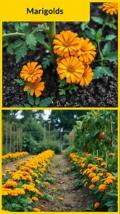 5.4K views · 19 reactions | Top three companion plants for tomatoes | Manufor Progress | Facebook