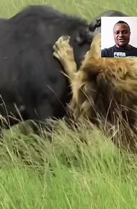 233K views · 2.4K reactions | Lion pin  down buffalo  | Ide Page | Facebook