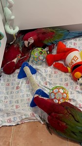 Mirror, mirror on the wall.. and… the answer is Coco obviously ! She has been amazing help today, into the bin, the dustpan and brush and flapped hard to reach the top toy drawer.. successfully 🤣🤣😩Zig has checked out every new toy and had an awesome day ! Henry prefers to view the world upside down today 🙃🤷‍♀️🤣🥰 Bunch of hilarious terrorists 🤣🤣🤣 | Macaws And More