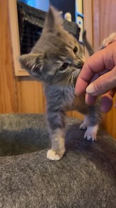 Pet Tails Rescue on Reels | Facebook