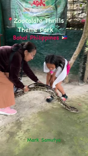 Zooco the longest snake as you take a glimpse of the Philippines Biggest Snake in Captivity, Zooco, a Burmese phyton that is wider and longer than any other snakes in zoos here at Bohol Philippines. #reels #viral #snake #ZoocolateThrills #bohol #itsmorefuninthephilippines #viralreels #fbreel #traveller #exciting #lifestyle #zoo #trend #trendingreels #viralvideo #reel #traveltheworld #asian #southeastasia #fyp | Mark Samutya