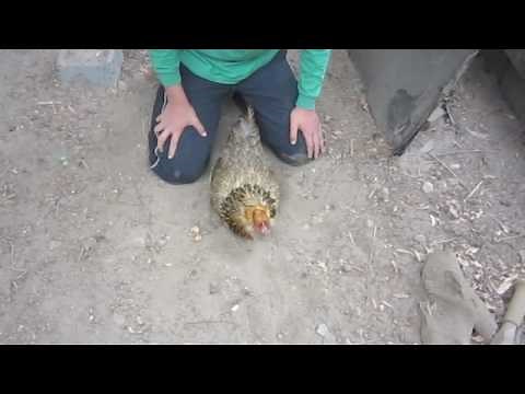 hypnotizing chickens