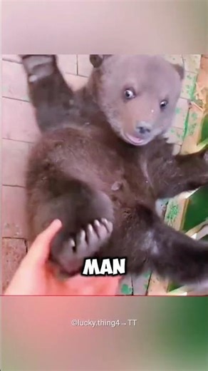 Kind Man Helps Bear Cub Find Its Family