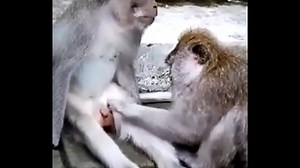Monkey funny