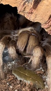 Boo! Arizona blonde tarantulas may spook you, but they’re just hungry for a little treat (aren't we all?). 🦗🕷️ These incredible spiders are primarily insectivores, snacking on crickets, beetles, grasshoppers, cicadas, and caterpillars. This makes them a #SpookyHero and a key part of the food chain, controlling insect populations and serving as prey for other species to thrive. Plus, their venom is not considered highly dangerous to humans. Thanks, tarantulas! #Tarantula #Spider #SpookySeason #