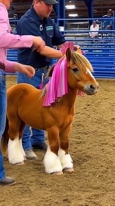 415K views · 15K reactions | WOW?朗 Elite Dressage Training Showcase #dressage #equestrian #dressageperformance #training #precision #equestrianlife #dressagehorses #performanceart #eliteperformance #showcase | Cute Mini Pets | Facebook
