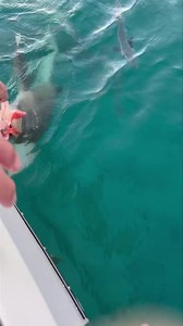 Feeding the lemon shark in #watsonsbay 🦈 rather giving these guys a feed than those whalers ☝🏻 #sharkvideo #feedthesharks #lemonshark | Ryan Moody Fishing