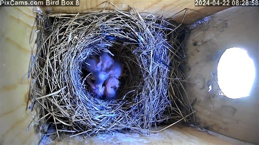 The 5th and final egg successfully hatched in the Bluebird nest in Bird Box 8 this morning. Congratulations to the bluebird pair! You can watch their nest live here: https://pixcams.com/bird-nest-box-8/ #bluebird #birds #nest #livestream | PixCams