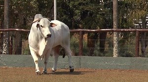 3.7K views · 81 reactions | Com 1070 quilos, 40 cm de PE; filho de...