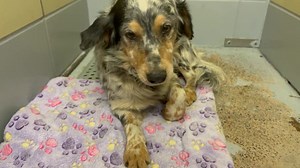 10K views · 18 reactions | RED Collar Rescue on Reels | Facebook