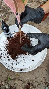 3.4K views · 172 reactions | Rescued Agloenema Petita. #plantgirlph #IloiloGarden #plantitafeels #IloiloPlants #aglonemalovers #plantholic #agloenemapetita #fbviral #survivor #plantstimulant #premiumsoilconditioner #twister #aliah #indofertilizer #B1rootinghormone | PlantGirl PH | Facebook