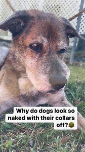 4.4K views · 420 reactions | Why do dogs look so naked with their collars off?  | 2 Traveling Dogs | Facebook