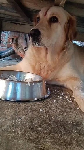 16K views · 320 reactions | Teed aaya five star hotel mein khana khane ke liye  ❤️ | Mydog Teed | Facebook