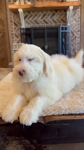 Too much sweetness. Happy Saturday everyone 💙 #mini #bernedoodle #cute #puppies #puppy #sweet #beautiful | Clanton Ridge Farm