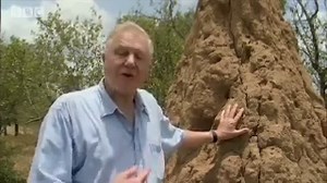 Fungus-growing termites - Fascinating Africa