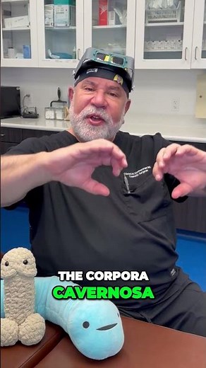 Anatomy of the Penis