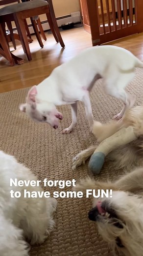 3.7K reactions · 68 shares | Georgie's Motto- Never forget to have...