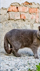 Rabies-positive cat prompts health alerts in Guilford County