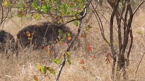 13K views · 564 reactions | One for the road : hyena carrying big shunk of wildebeest carcass #AfricanBushKingdom #reelsvideo #viral2023 #reelsfb #reelsviral #viralpage #500k #reels #video #africa | African Bush Kingdom | Facebook