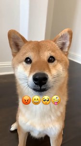 Votre chien sait faire ça aussi ? 🐶 Crédit : @coco224466 | TéléStar