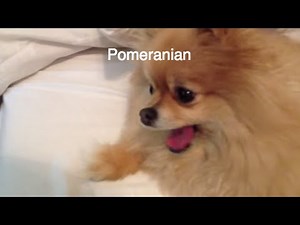 POMERANIAN SNEEZES