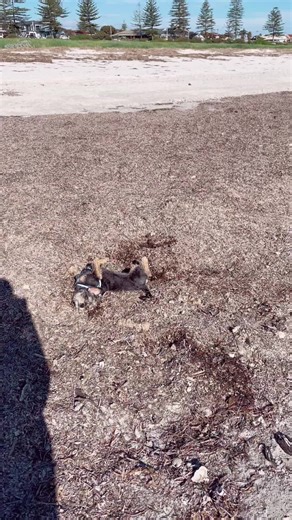 gypsy.girl on TikTok