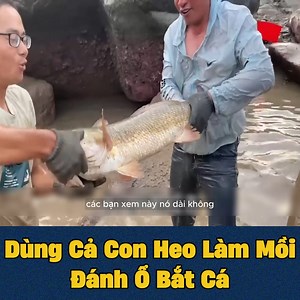 1.4M views · 10K reactions | Dùng Cả Con Heo Làm Mồi Đánh Ổ Bắt Cá #fishing | Thảo Đan | Facebook