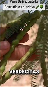 Mesquite pods for making flour 🌿