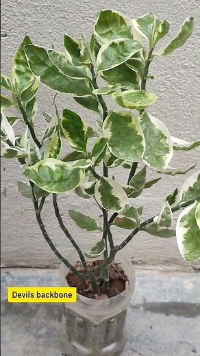 Devils backbone decorative plant #naturelovers #youtubeshorts #trendingshorts