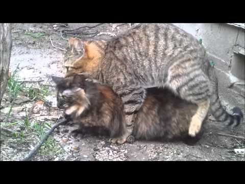 Cats mating in the Countryside (part 1)
