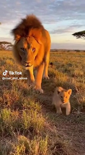 Lion Father Protects His Cub in Heartwarming Safari Moment