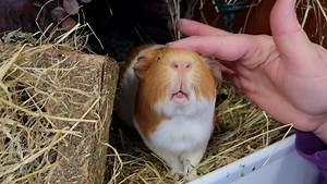 Mokey enjoying a head rub | Cavy Corner
