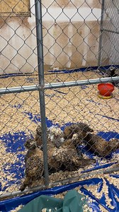 5.1K views · 81 reactions | Everyone asks how many polish I have. Well here they all are together! All minus 5 that are in a different area! #chickens #rooster #polishchicken #chickenreels #birds #chickenlife #chickenfarm #chickenlover #chicks #bantams #homestead | Kara’s chicken coop | Facebook