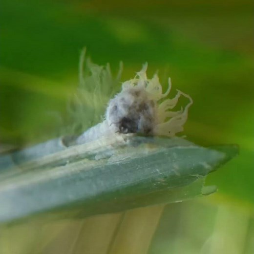 This bizarre looking creature is the caterpillar of the Giant Red Eye, skipper butterfly. #unique