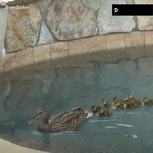 Cette cane essaye de sauver ses canetons pris au piège dans une piscine ! 🦆 | Demotivateur