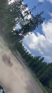 Buffalo Field Campaign patrol catches up with some dusty wallowing Yellowstone bison! #letbuffaloroam #bisonwallow #yellowstonebison #yellowstonenationalpark #savetheyellowstonebison #volunteerwithbuffalofieldcampaign | Buffalo Field Campaign