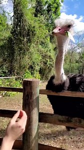 Você sabia que o avestruz é a maior ave do mundo e pode alcançar até...