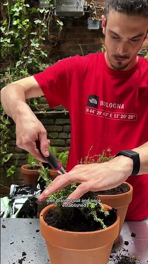 How to plant thyme 🪴