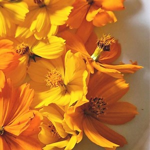 Bright Lights Cosmos Seeds 50 | Non-gmo | Colorful Annual Garden Flowers - Etsy Canada