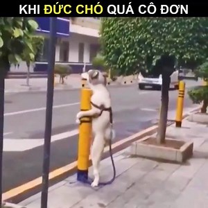 99K views · 2.4K reactions | Có nhất thiết phải thế này không Đức :v | Ký Sự Đường Phố | Facebook