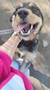 15K views · 267 reactions | Lakis 868520133 Būna šunų, kurie įkrenta...