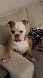 31K views · 531 reactions | So dramatic | Miss Fancy B | Facebook